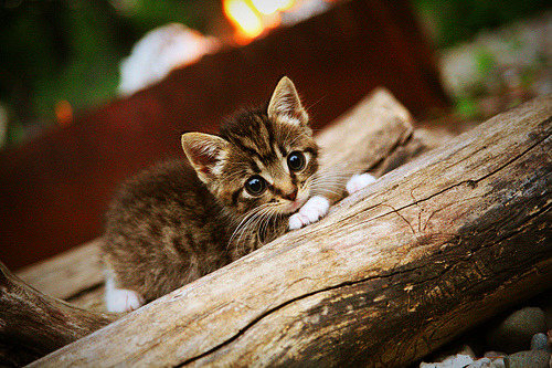 深圳逆转黄蜂背后，当全队都在开盲盒，只有布克是标准答案