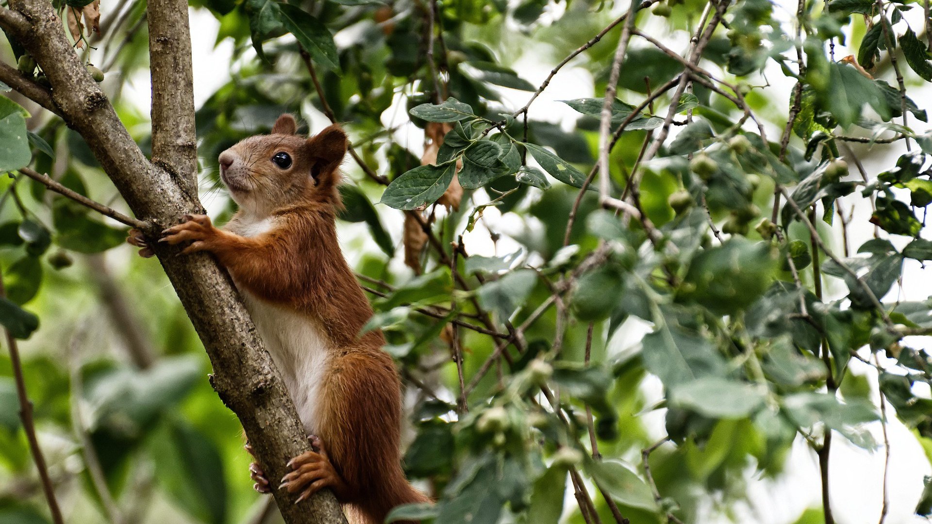 跨界终战,当贝林厄姆的压制级发挥撞碎南非与爱尔兰的百年恩怨