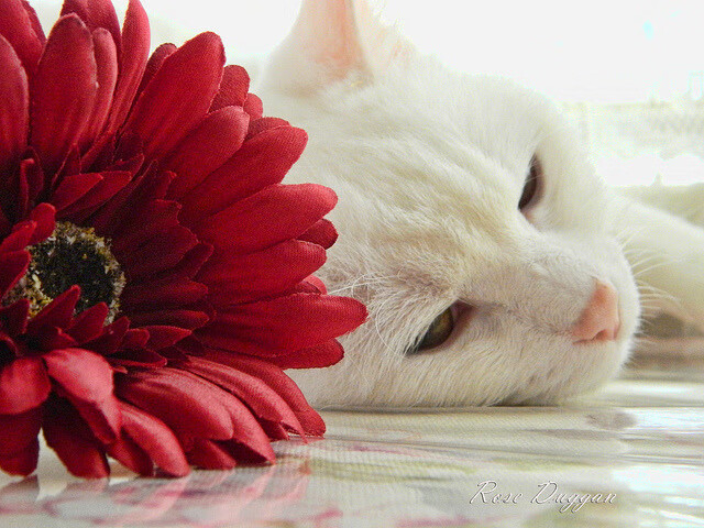 铁闸在黑夜中燃烧，德里赫特与他的无声证词