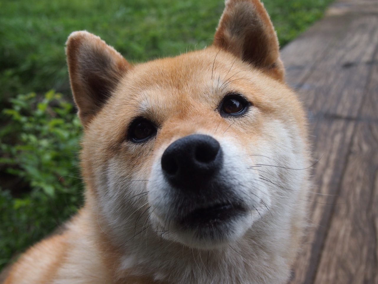 阿尔瓦雷斯爆发助美国队争冠战力克智利,挺进决赛