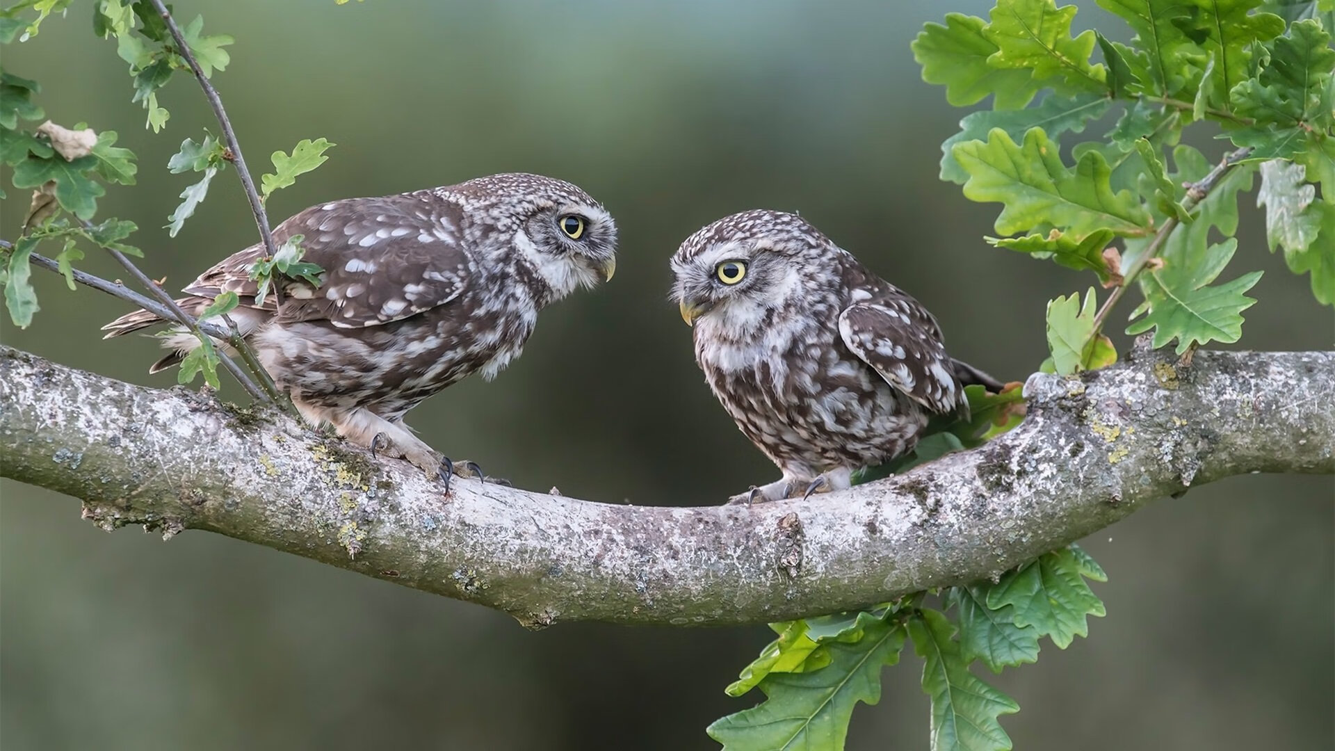 黄金与绿宝石，莱奥高光闪耀，塞内加尔力克摩洛哥晋级