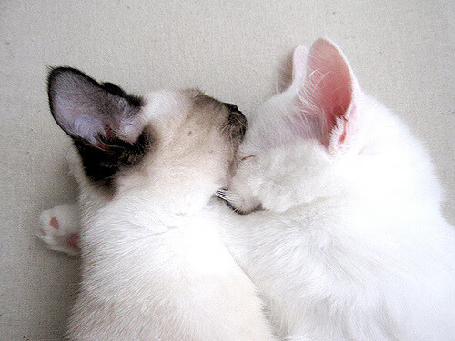 跨界风暴，巴西闪电战皇马，格纳布里NBA总决赛称王