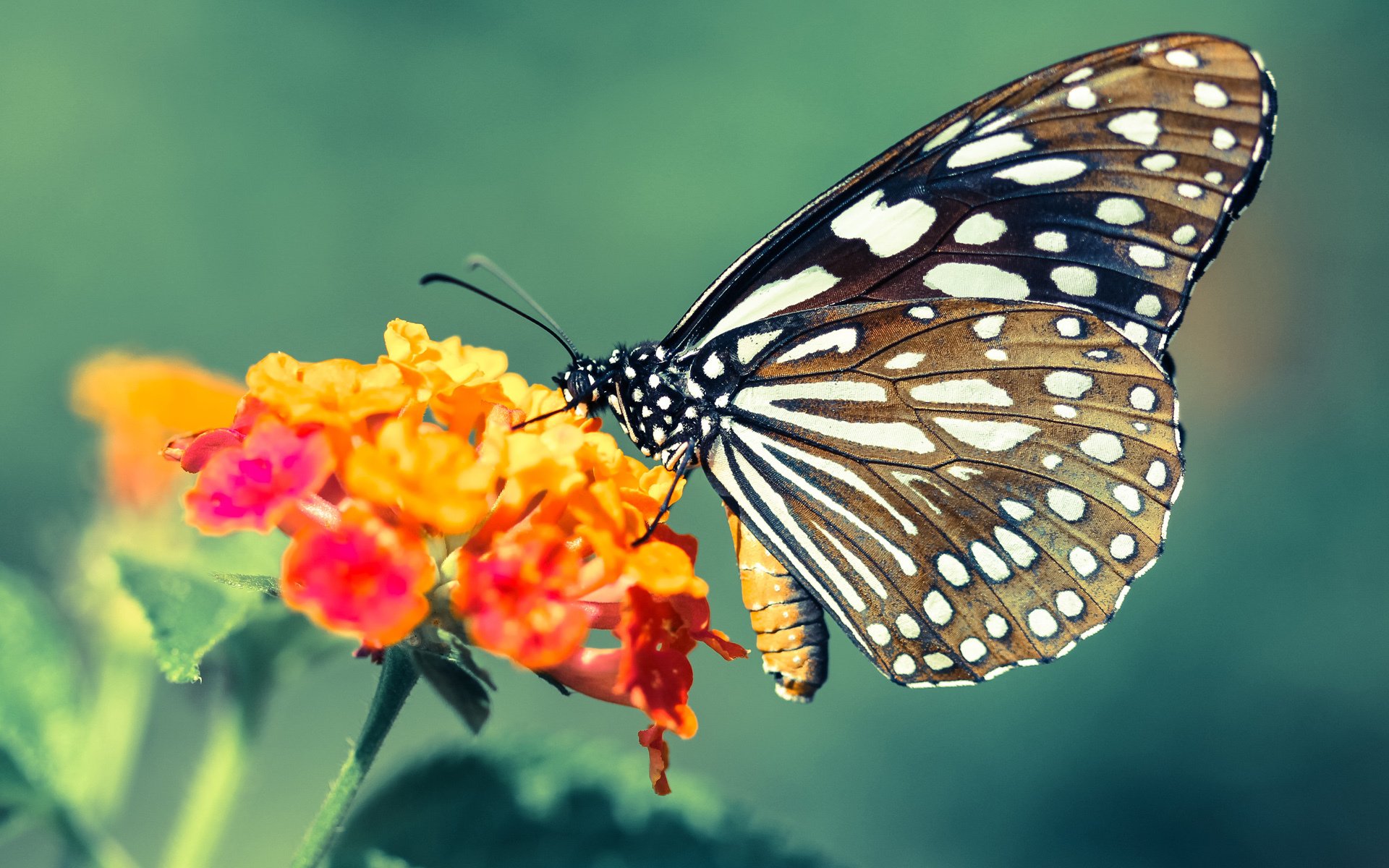 乔治关键球定乾坤，火箭鏖战力克国王显硬仗本色
