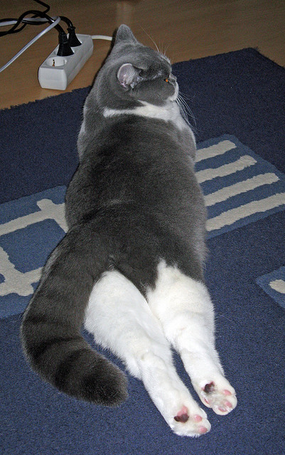 世俱杯分组-欧冠半决赛焦点战，摩纳哥鏖战苏格兰，一场跨越海峡的绿茵传奇