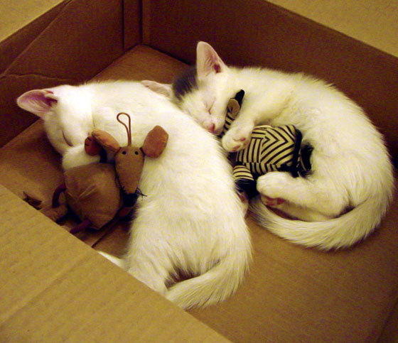 风暴之眼，从奥斯梅恩爆发到西班牙末节哲学—个体英雄主义与集体意志的时空交响